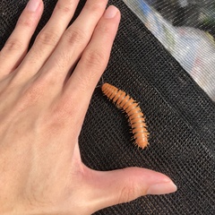 Riukiaria pugionifera