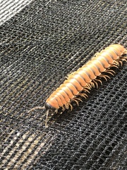 Riukiaria pugionifera