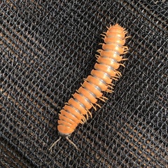 Riukiaria pugionifera