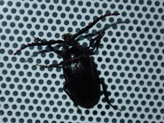 Prionus laticollis