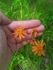 Tephroseris porphyrantha