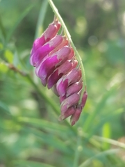 Vicia megalotropis