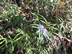 Westringia blakeana