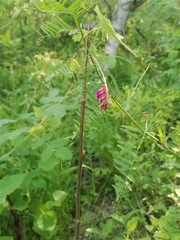 Vicia megalotropis