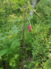 Vicia megalotropis