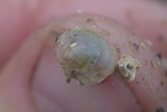 Crepipatella dorsata