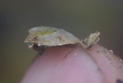 Crepipatella dorsata