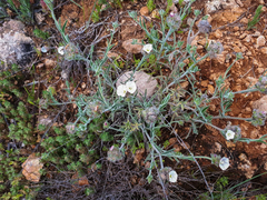 Convolvulus lanuginosus