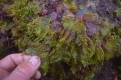 Mazzaella phyllocarpa