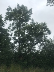 Fraxinus excelsior