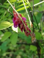 Vicia megalotropis