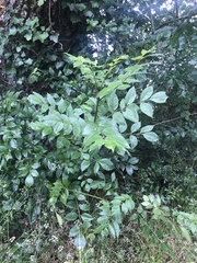 Fraxinus excelsior