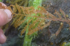 Cumathamnion decipiens