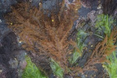 Cumathamnion decipiens