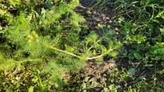 Tripleurospermum inodorum