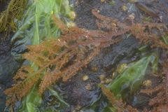 Cumathamnion decipiens