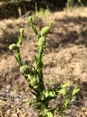 Pterocaulon serrulatum