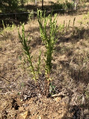Pterocaulon serrulatum