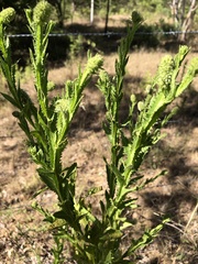 Pterocaulon serrulatum