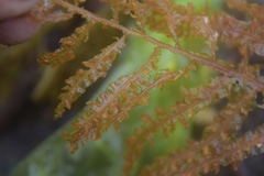 Cumathamnion decipiens