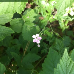 Geranium robertianum