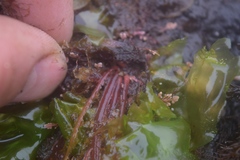 Cumathamnion decipiens