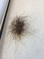 Cosmobunus granarius