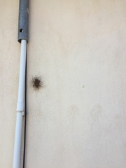 Cosmobunus granarius