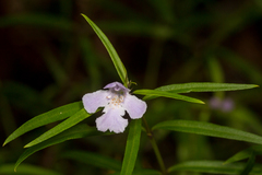 Westringia blakeana