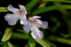 Westringia blakeana