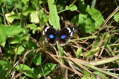 Junonia oenone oenone