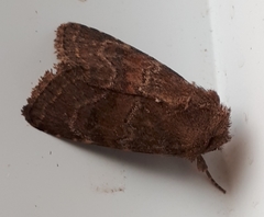 Protorthodes oviduca