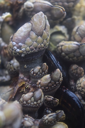 Gooseneck Barnacle, photo 8 of 8