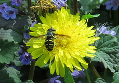 Sericomyia chrysotoxoides image