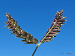 Eleusine tristachya