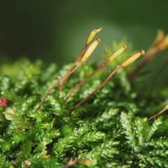 Scleropodium julaceum