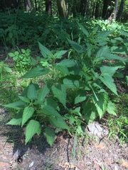 Urtica dioica