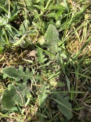 Hypochaeris radicata