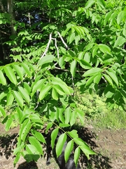 Fraxinus nigra image