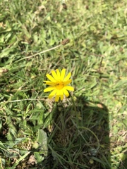 Hypochaeris radicata