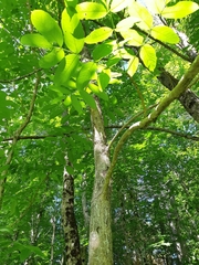 Fraxinus nigra image