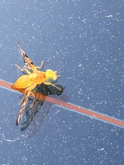 Strauzia longipennis