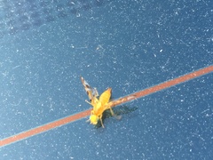 Strauzia longipennis