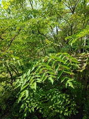 Aralia elata
