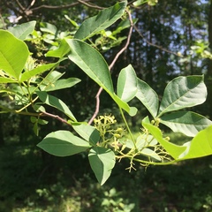 Ptelea trifoliata