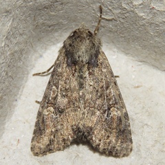 Mesapamea fractilinea