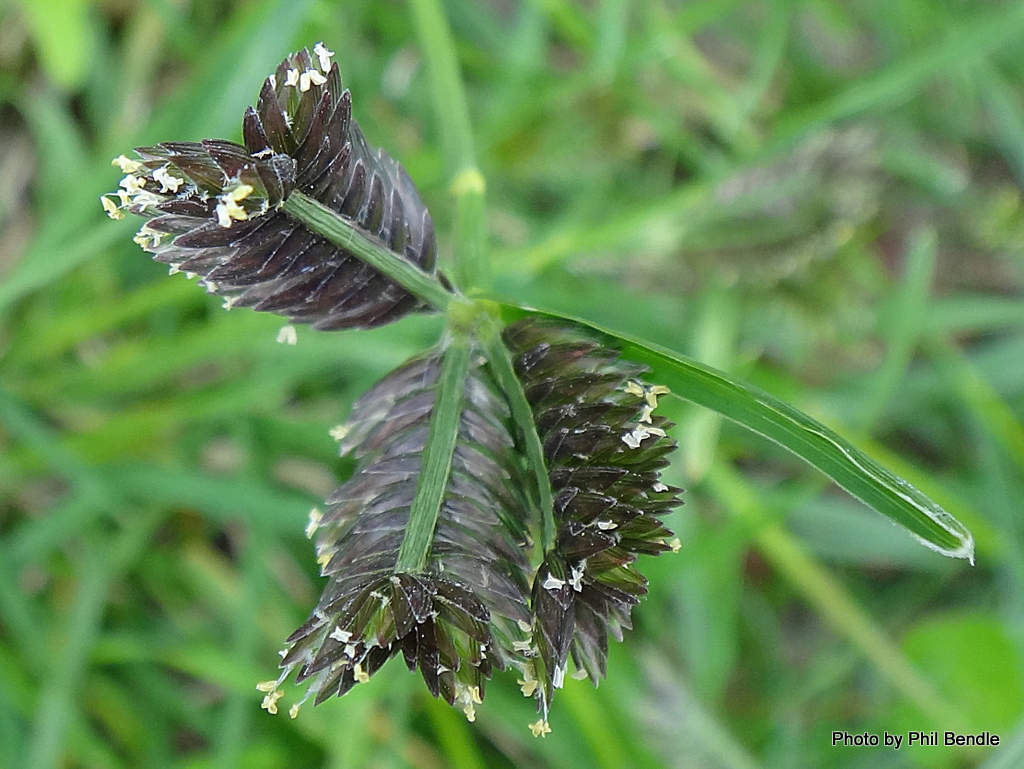 Eleusine tristachya