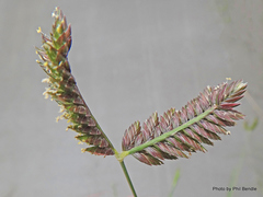 Eleusine tristachya
