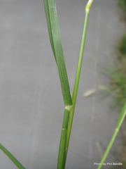 Eleusine tristachya