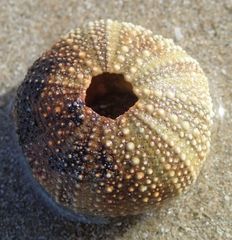 Psammechinus miliaris